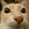 cato